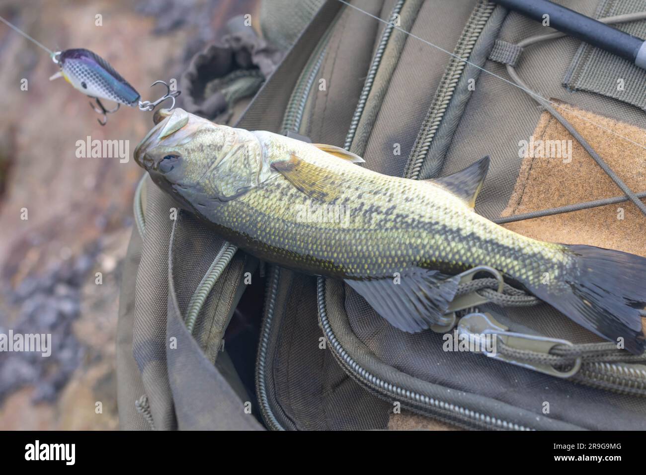 Composición de pesca fotografías e imágenes de alta resolución - Alamy