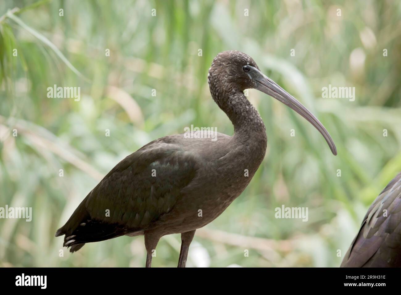 El cuello ibis brillante es de color marrón rojizo y el cuerpo es de color marrón bronce con un brillo iridiscente metálico en las alas. El Glossy Ibis tiene un distintivo Foto de stock