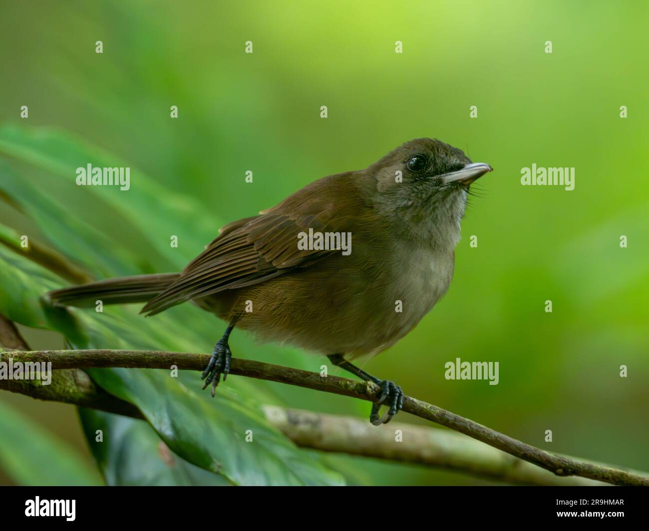 Fiji Shrikebill, Clytorhynchus vitiensis fortunae, una subespecie