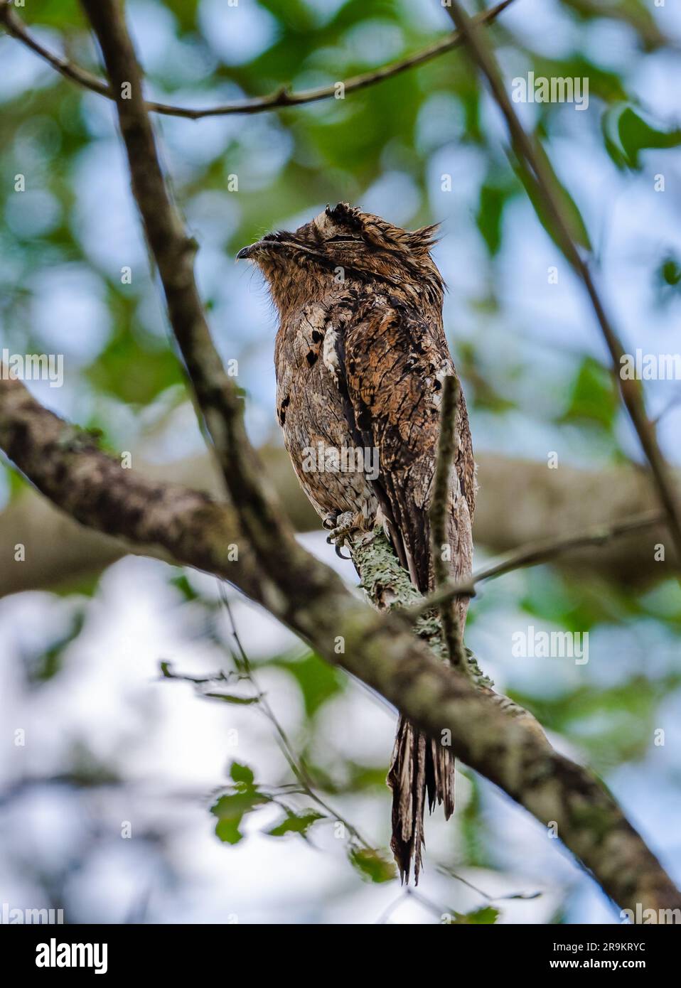 Un Potoo común (Nyctibius griseus) sentado en su árbol de día. Colombia, América del Sur. Foto de stock