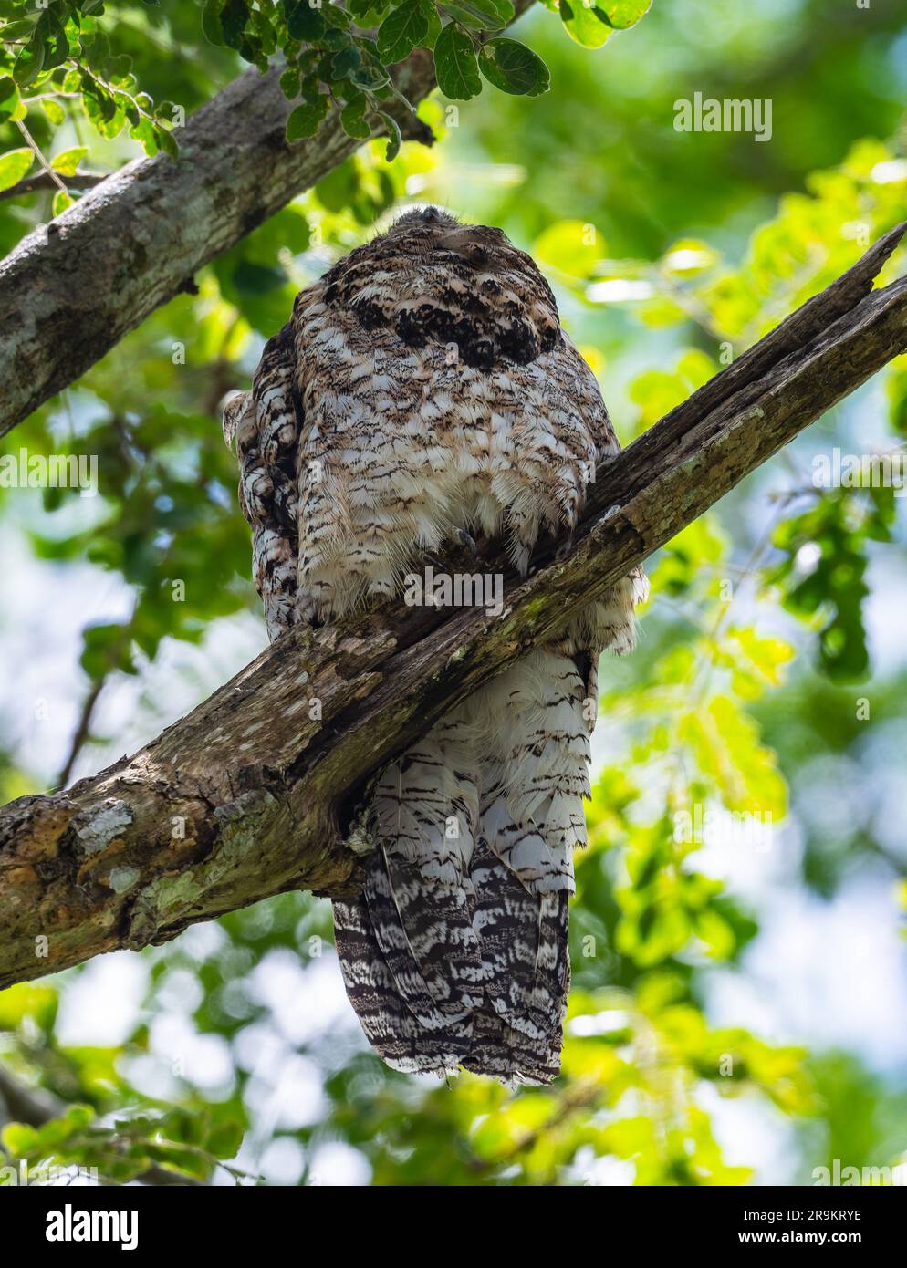 Un gran potoo (Nyctibius grandis) encaramado en su árbol de día. Colombia, América del Sur. Foto de stock