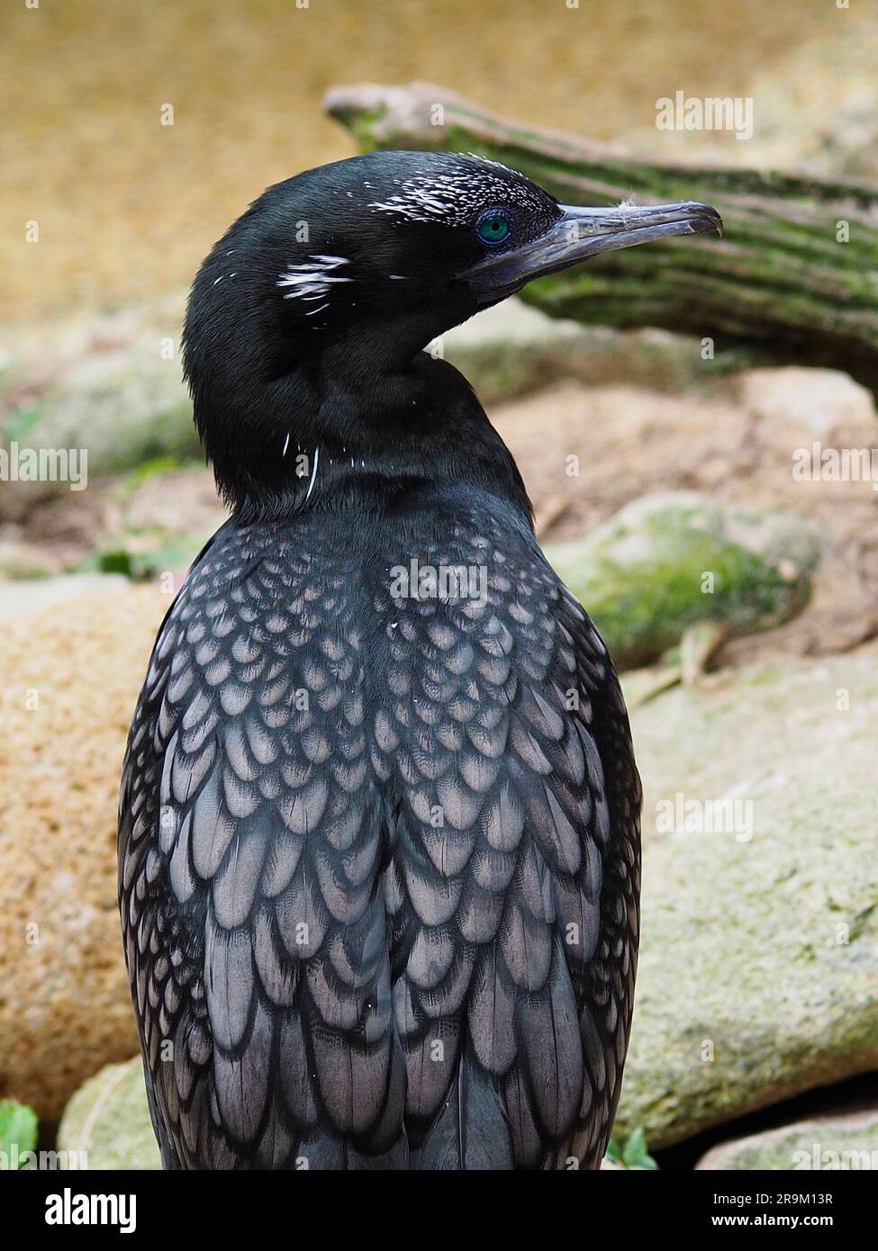 Sensacional Slender Little Black Cormorant con ojos verdes notables. Foto de stock