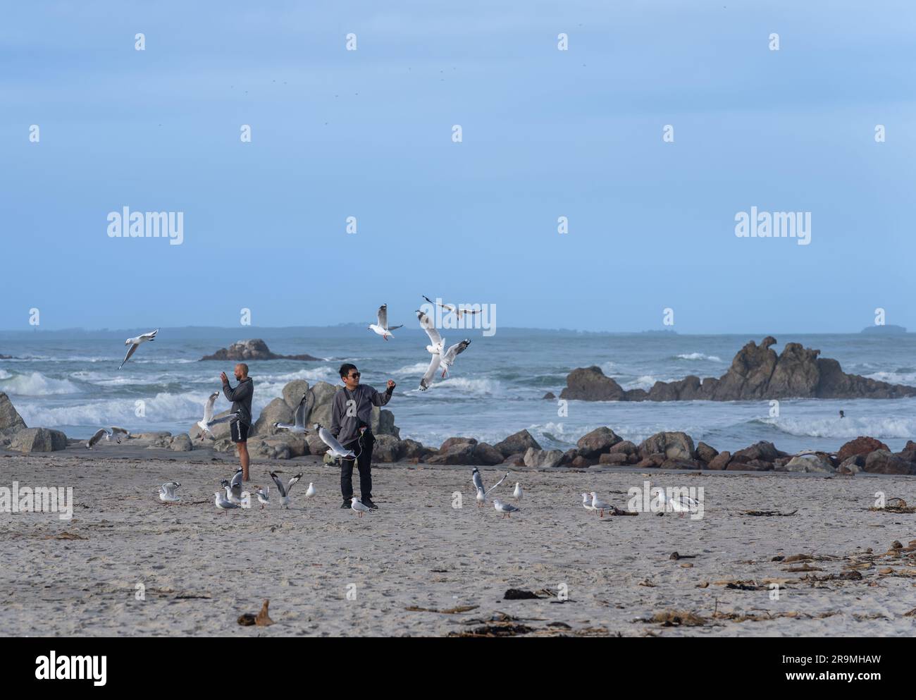 Tauranga Nueva Zelanda - Junio 26 2023; Hombre de pie en la playa atrayendo gaviotas Foto de stock