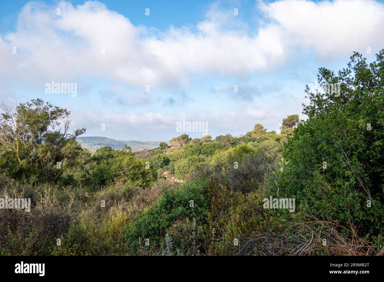 Galilea Occidental Monte Carmelo contra el cielo azul con nubes blancas. Temporada de verano. Hierba seca y árboles eternamente verdes. Israel. Foto de stock