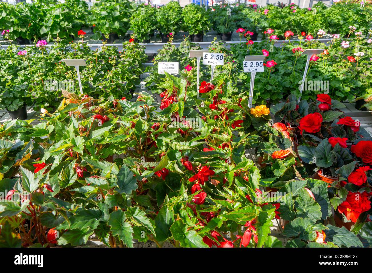 Plantas de begonia en maceta en exhibición dentro de invernadero de vivero de plantas, Ladybird Nurseries, Snape, Suffolk, Inglaterra, REINO UNIDO Foto de stock