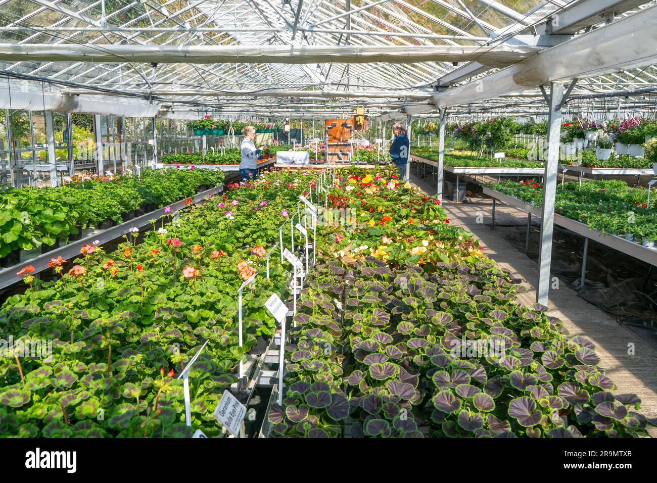 Plantas de geranio en maceta en exhibición dentro de invernadero de vivero de plantas, Ladybird Nurseries, Snape, Suffolk, Inglaterra, REINO UNIDO Foto de stock