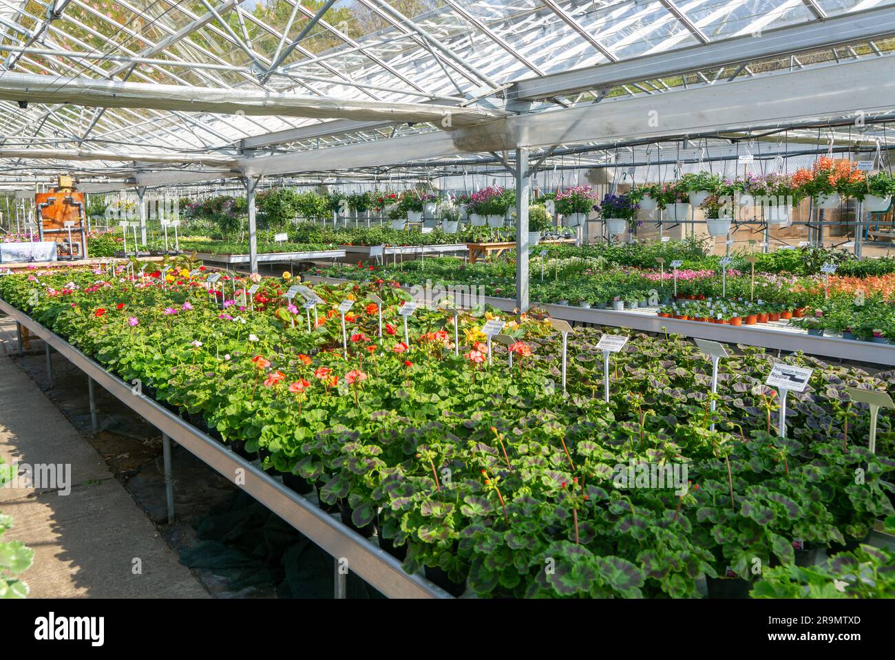 Plantas de geranio en maceta en exhibición dentro de invernadero de vivero de plantas, Ladybird Nurseries, Snape, Suffolk, Inglaterra, REINO UNIDO Foto de stock