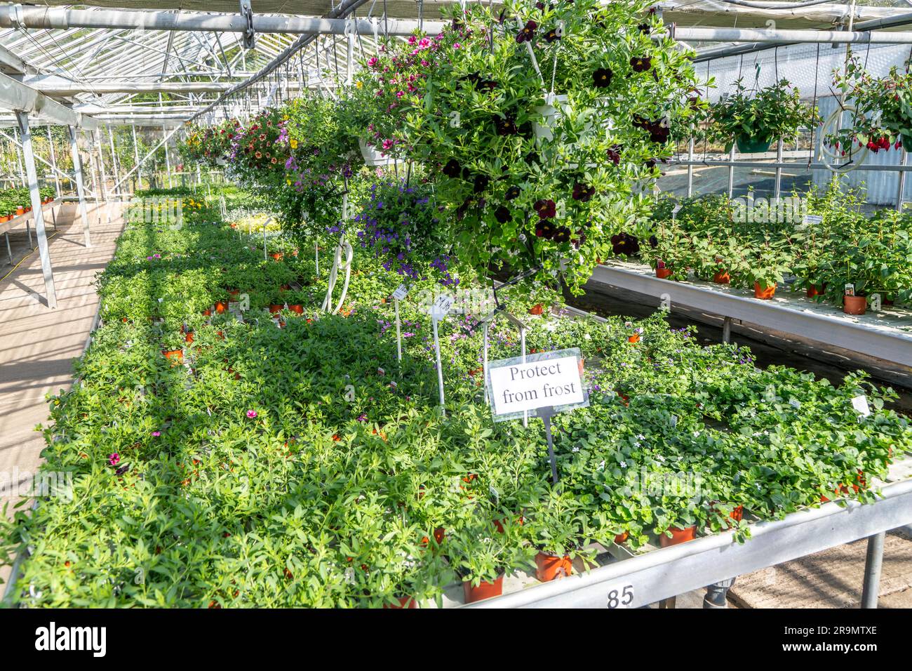 Plantas fucsia en maceta en exhibición dentro de invernadero de vivero de plantas, mariquita viveros, Snape, Suffolk, Inglaterra, REINO UNIDO Foto de stock