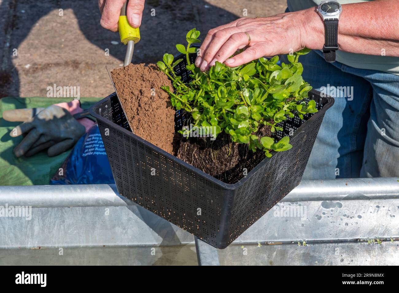 Mujer replantando una planta de hisopo de agua, Bacopa caroliniana, planta acuática en una fuente de agua de jardín que está construyendo a partir de un canal de agua de metal. Foto de stock
