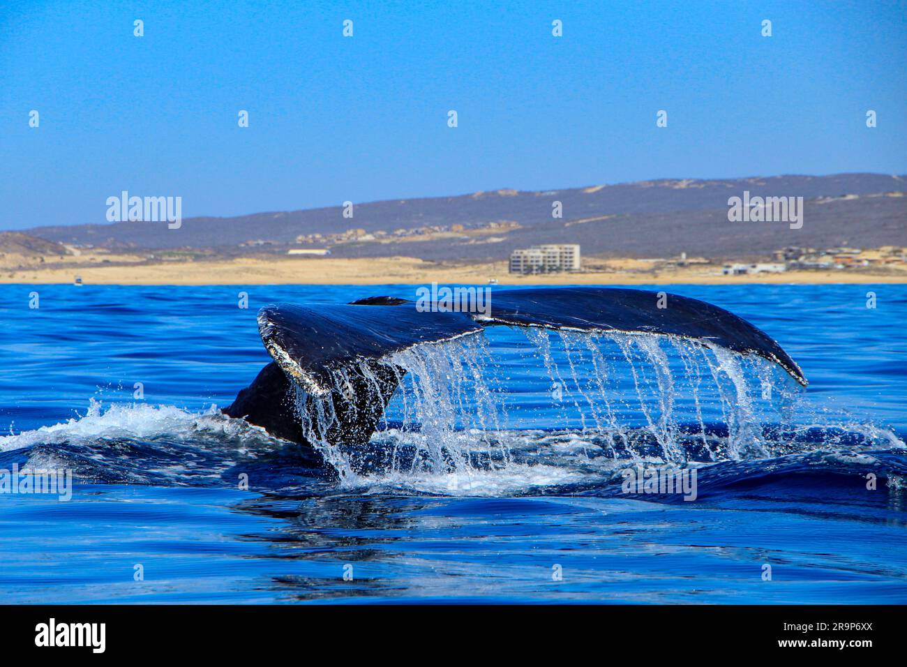 Ballenas emergiendo para respirar
