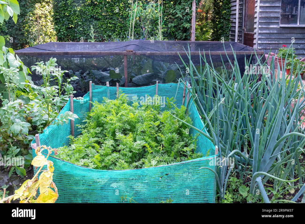 Un huerto, con zanahorias protegidas por redes y cebollas que crecen durante junio o verano, Hampshire, Inglaterra, Reino Unido Foto de stock