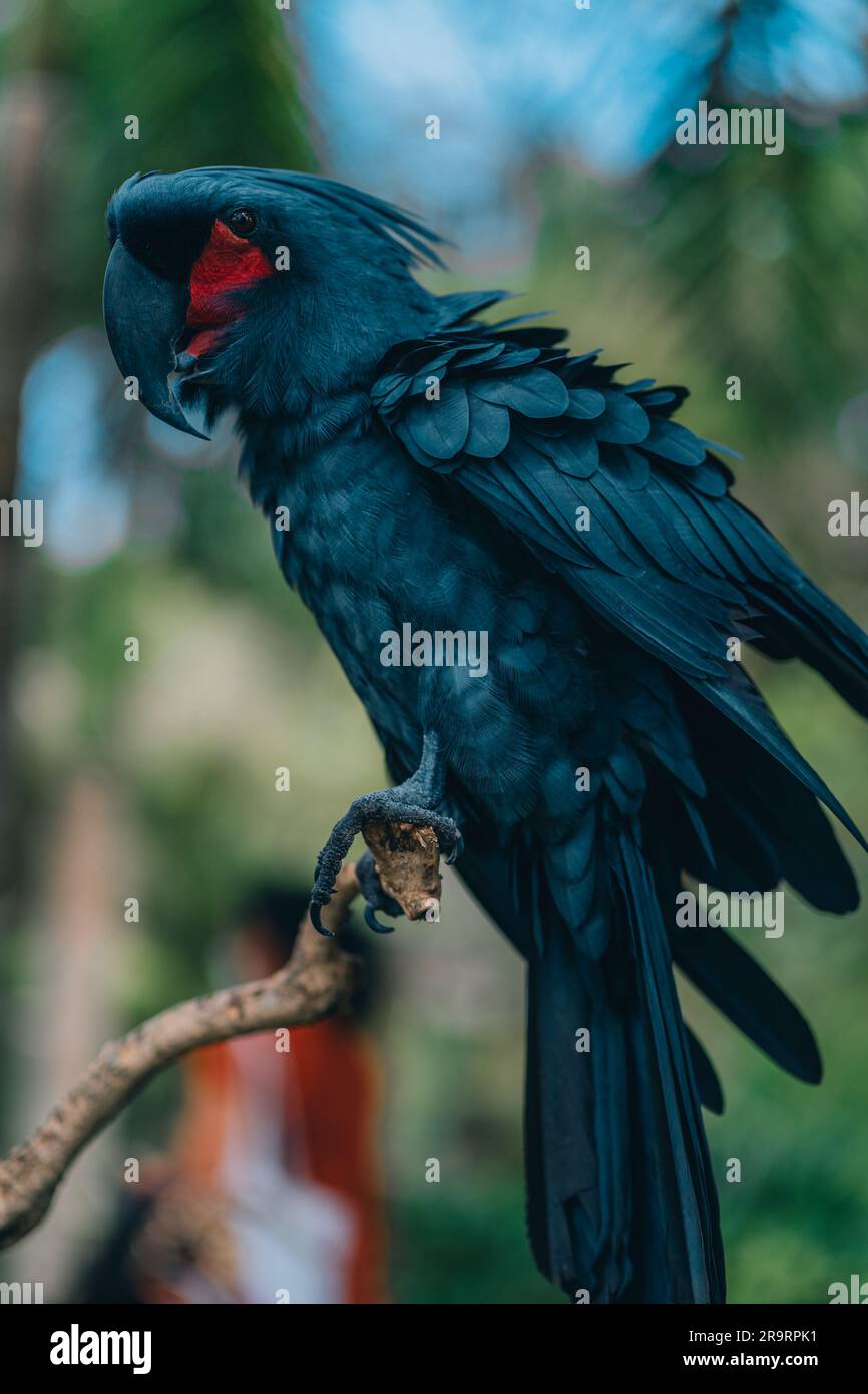 Animales Aves aves Picos pico loro azul pájaro animal animales de color  verde Fotografía de stock - Alamy