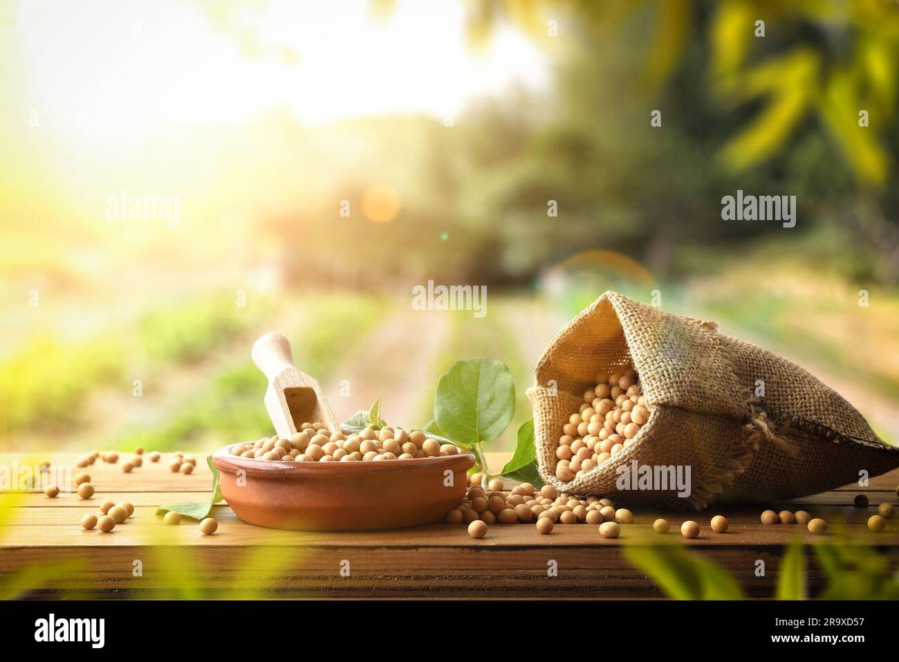 Frijoles De Soya Grano De Soja En Cerámica Foto de stock y más