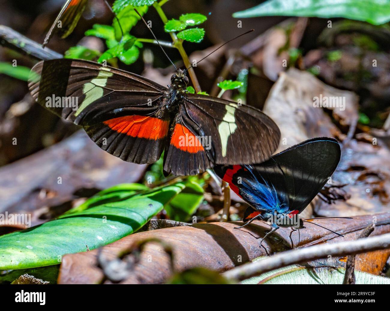 La marca de metal del Periandro (Rhetus periander) y el ala de longitud del Clysonymus (Heliconius clysonymus) se solapa en el suelo de la selva tropical. Colombia, América del Sur. Foto de stock
