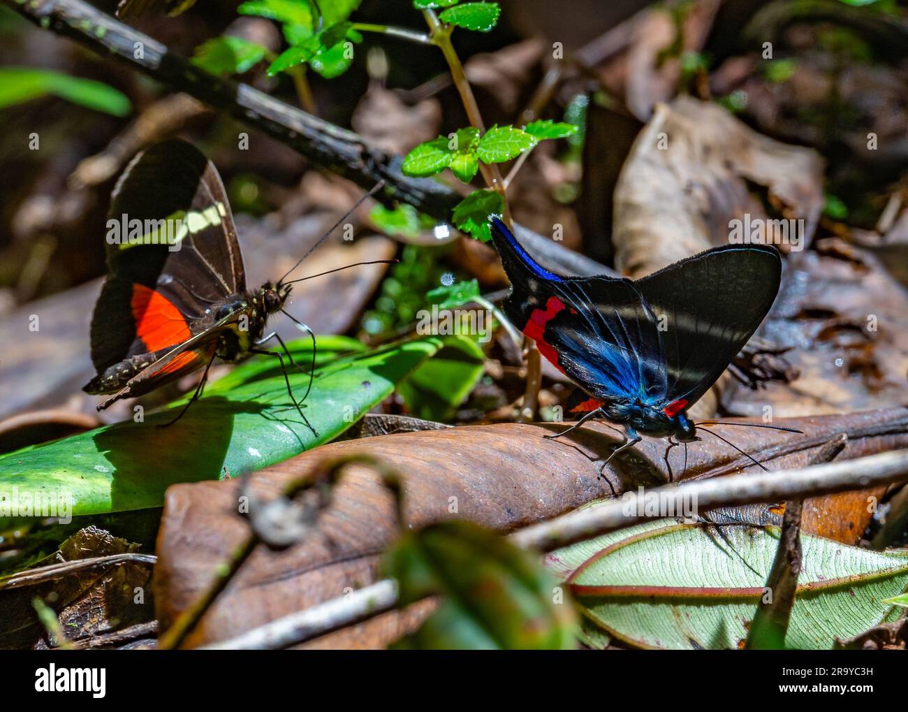 La marca de metal del Periandro (Rhetus periander) y el ala de longitud del Clysonymus (Heliconius clysonymus) se solapa en el suelo de la selva tropical. Colombia, América del Sur. Foto de stock