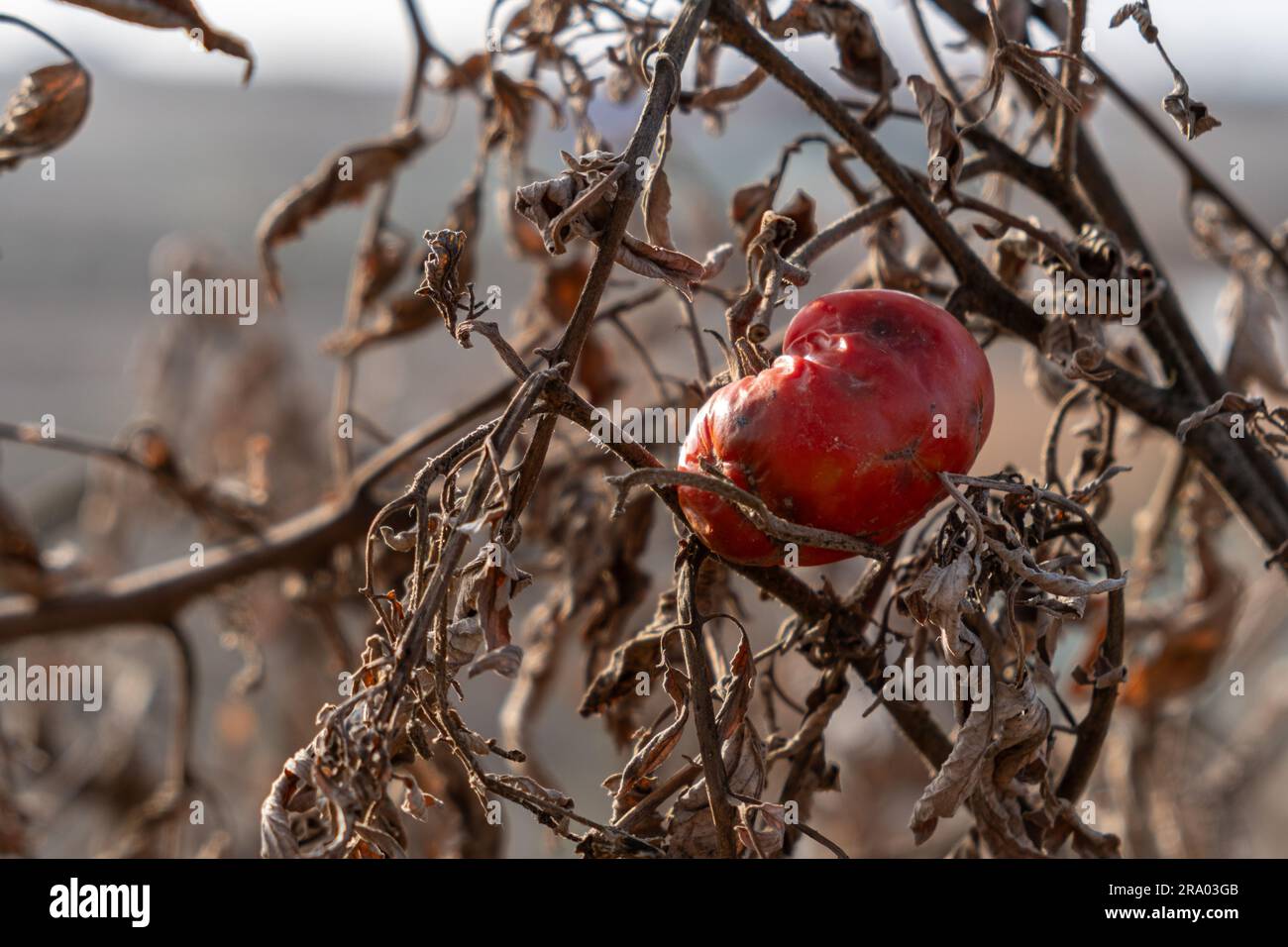 Tomate maduro arrugado y seco dejado en la vid después de la fecha de recogida entre hojas y ramas secas marrones en el día caluroso de verano Foto de stock