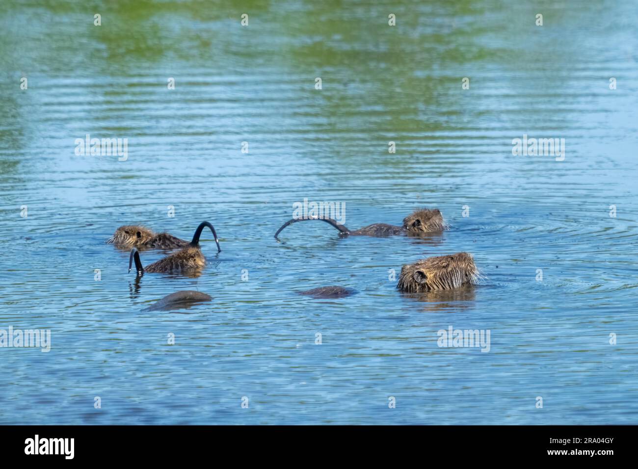 Ridgefield National Wildlife Refuge, Ridgefield, Washington, EE.UU. Madre y bebé nutria con colas elevadas, nadando en un estanque Foto de stock