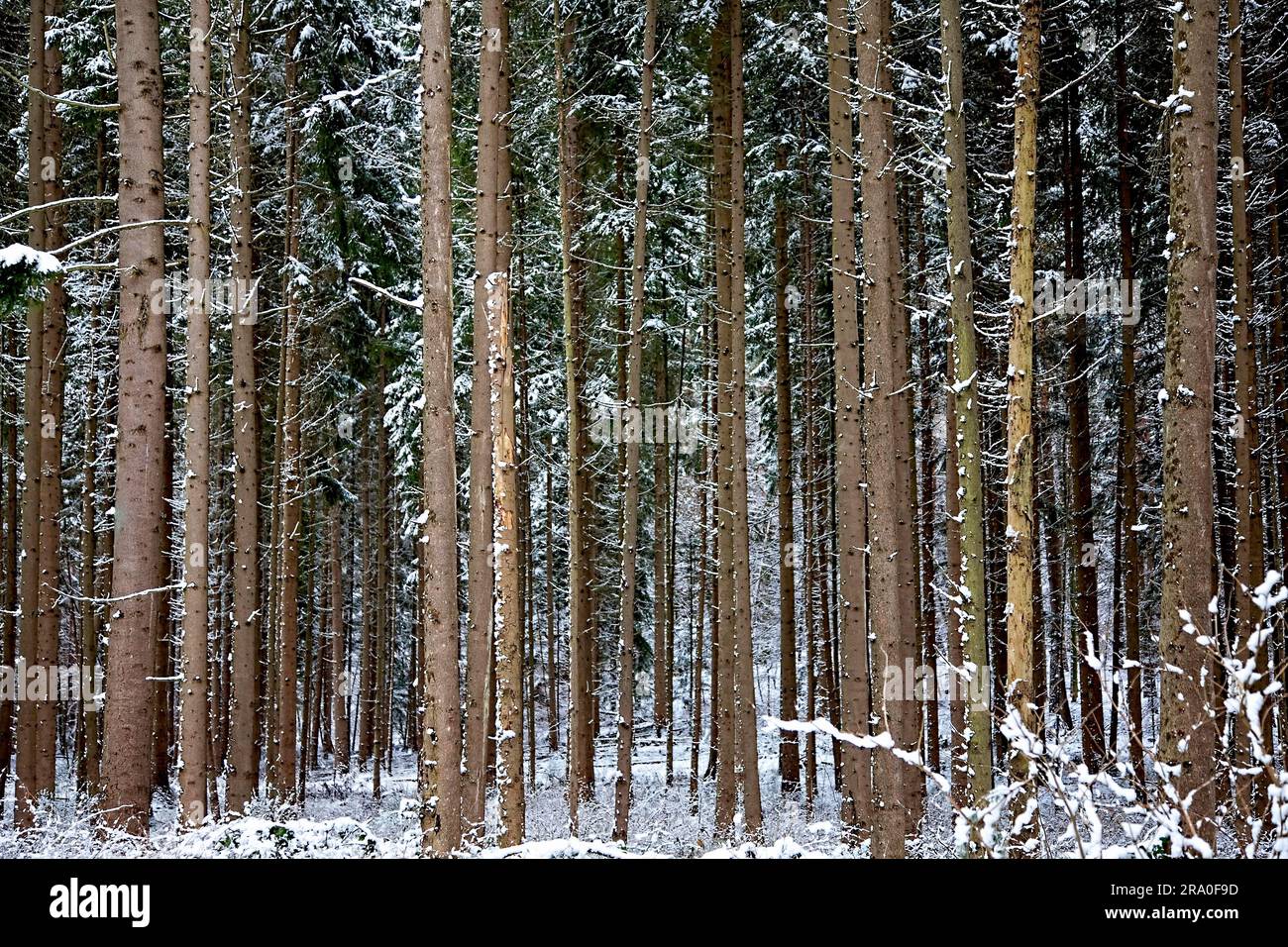 Bosque de coníferas en invierno Foto de stock