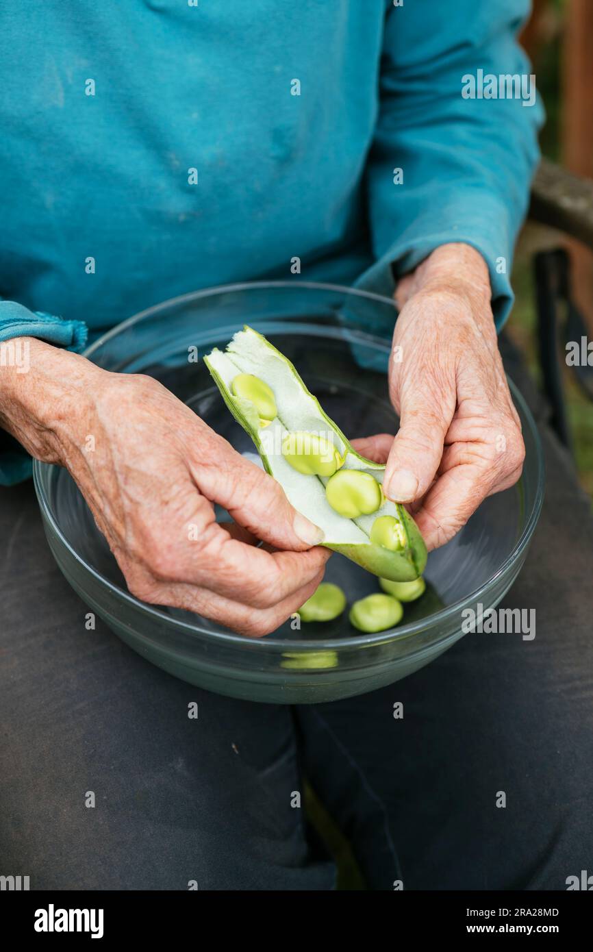 Vainas de mujer habas recién cosechadas (Vicia faba) Foto de stock