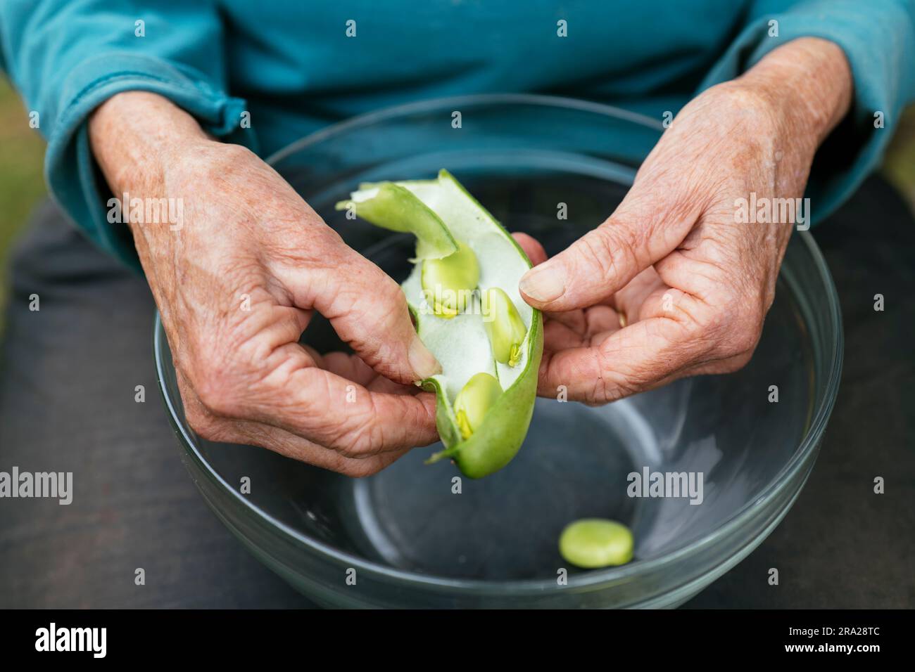 Vainas de mujer habas recién cosechadas (Vicia faba) Foto de stock