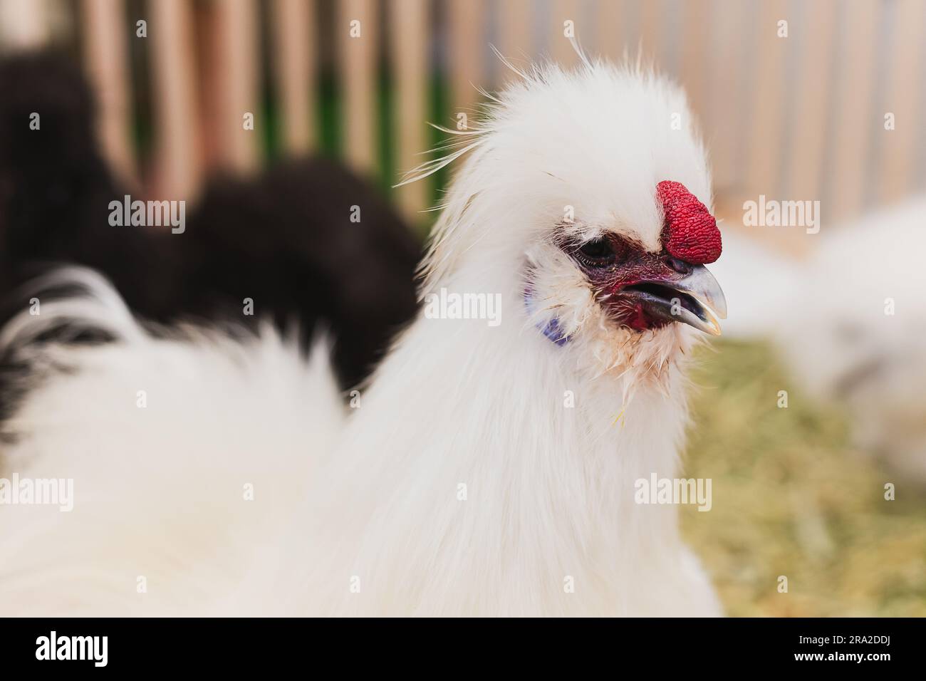 Un retrato de pollo de seda al aire libre en el jardín. Foto de stock