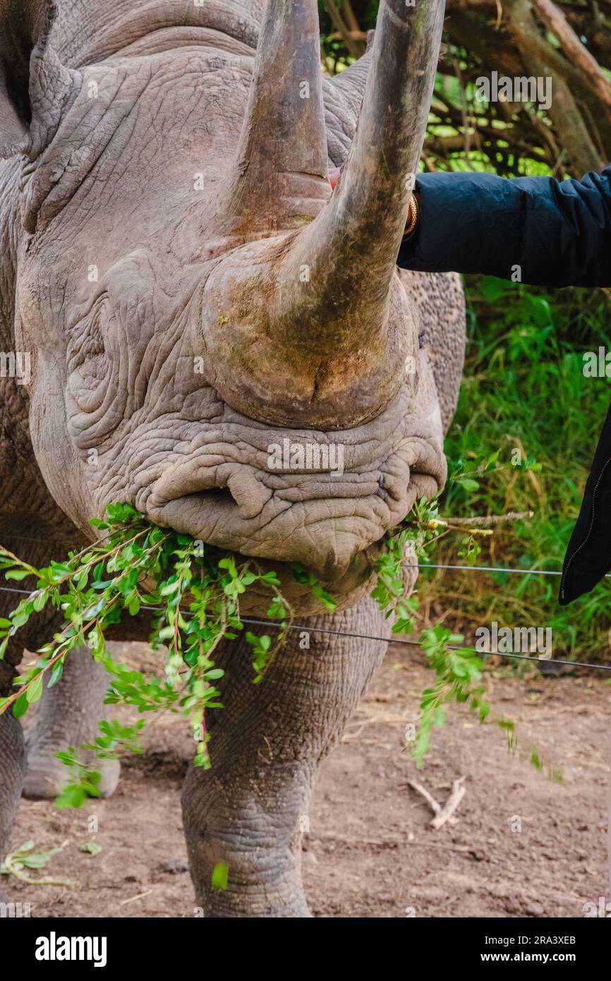 Manos de un turista alimentando a Baraka - el rinoceronte ciego negro en OL Pejeta Conservancy en Nanyuki, Kenia Foto de stock
