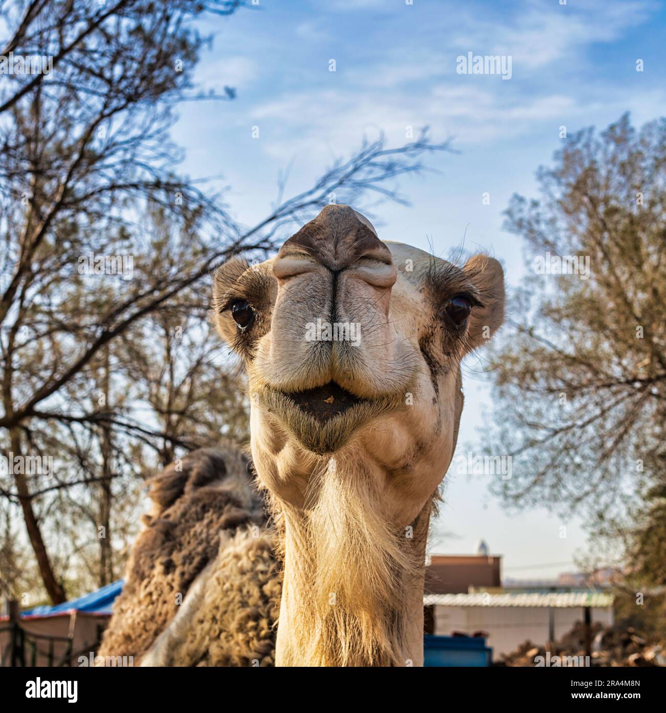 Camel Face - primeros planos Foto de stock