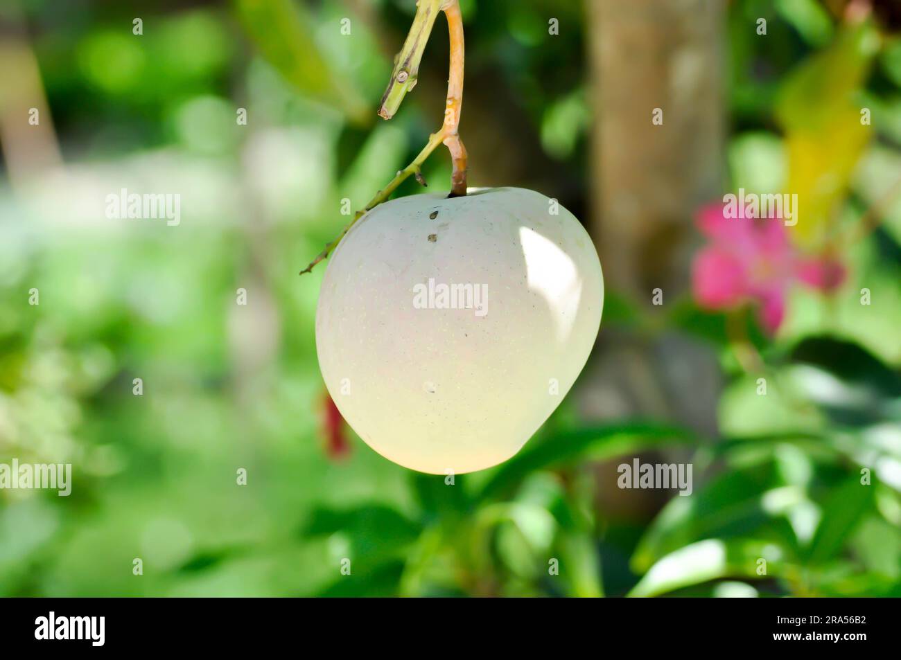 Mangifera indica, semilla de mango o mango en el árbol de mango Foto de stock