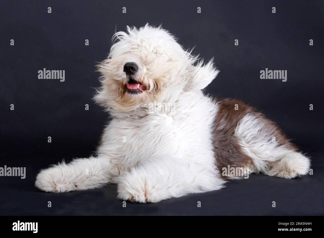 Cão Pastor Inglês Velho Que Está Na Grama Foto de Stock - Imagem