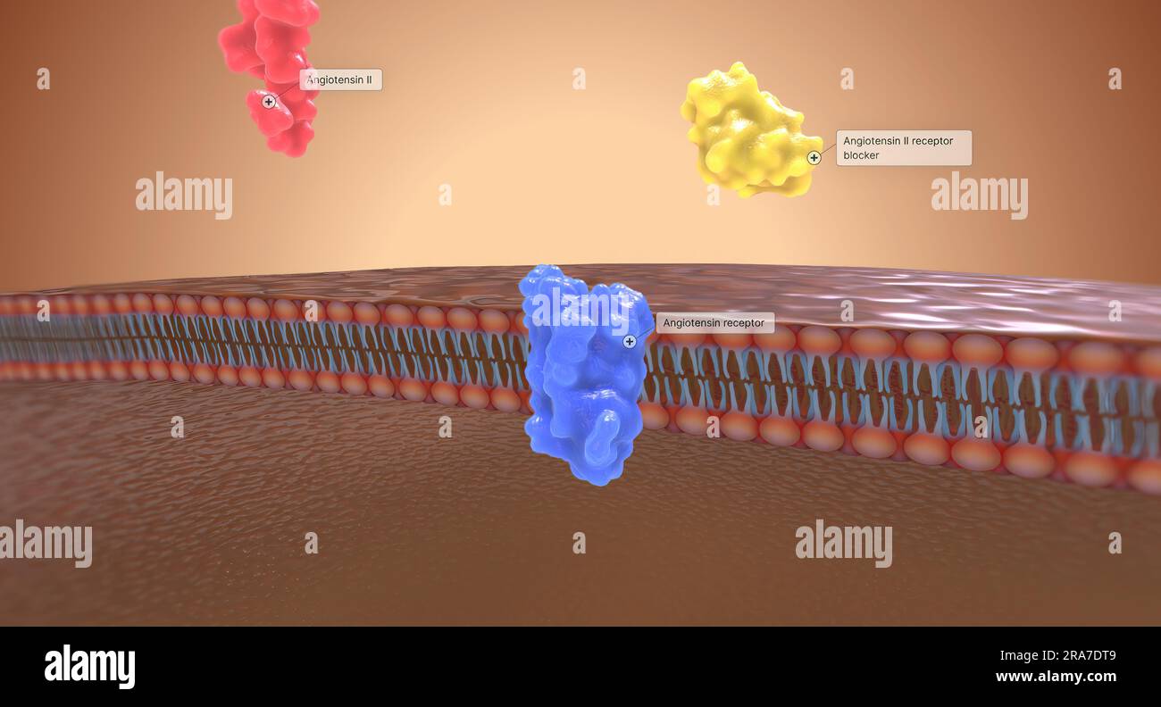 Los bloqueadores de los receptores de angiotensina II (ARB) actúan