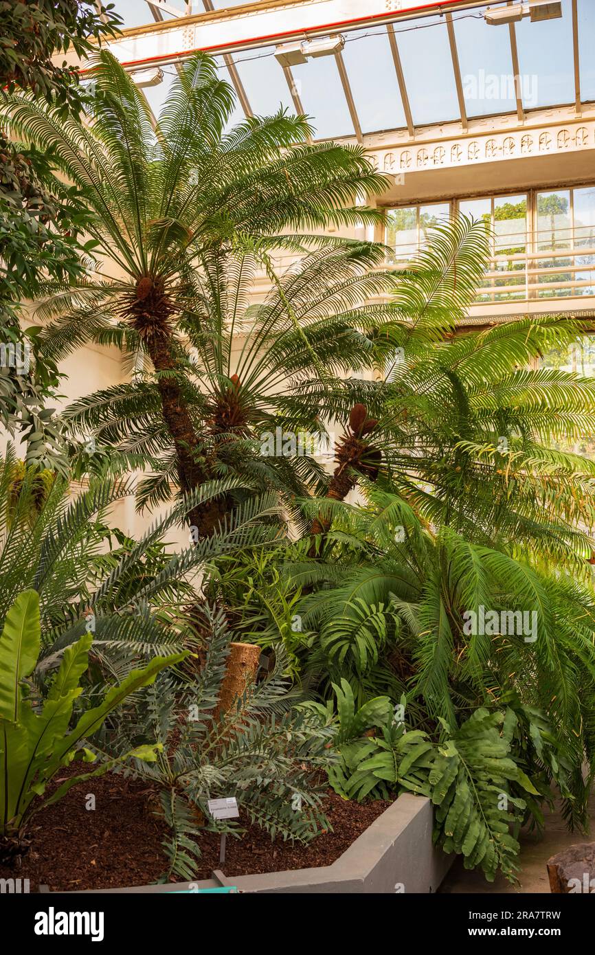 El Jardín Botánico de la Universidad (Botanisk hage) es el jardín
