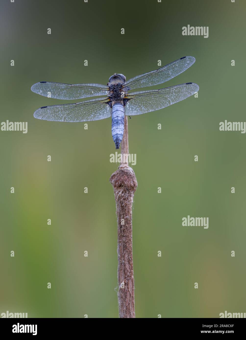 Dragonfly [ Libellula fulva ] en el tallo de la cabeza de la semilla en Somerset, Reino Unido Foto de stock