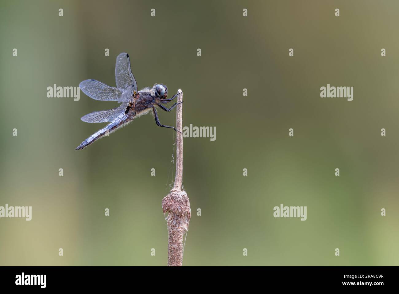 Dragonfly [ Libellula fulva ] en el tallo de la cabeza de la semilla en Somerset, Reino Unido Foto de stock