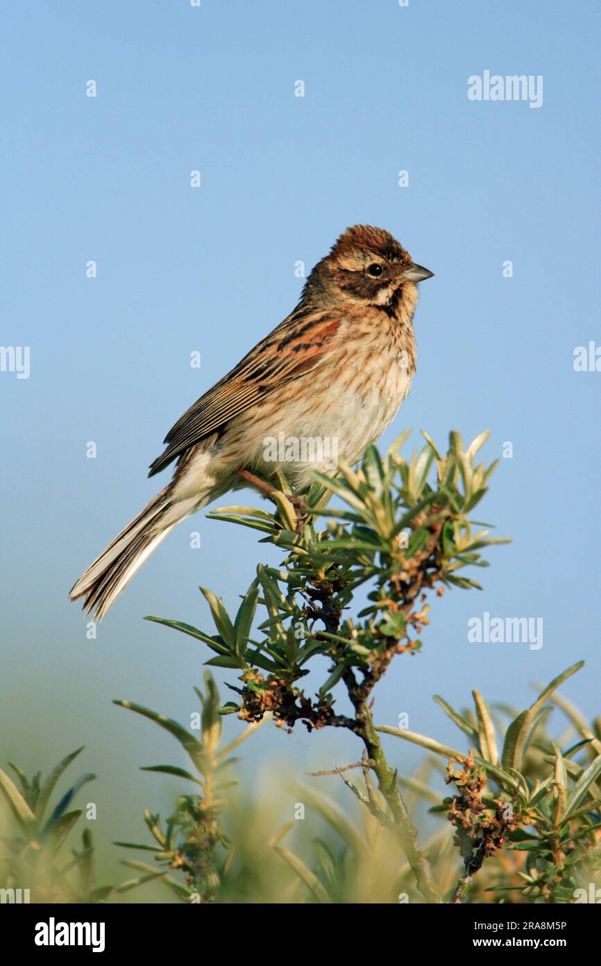 Reed Bunting (Emberiza schoeniclus), mujer, Texel, Países Bajos Foto de stock