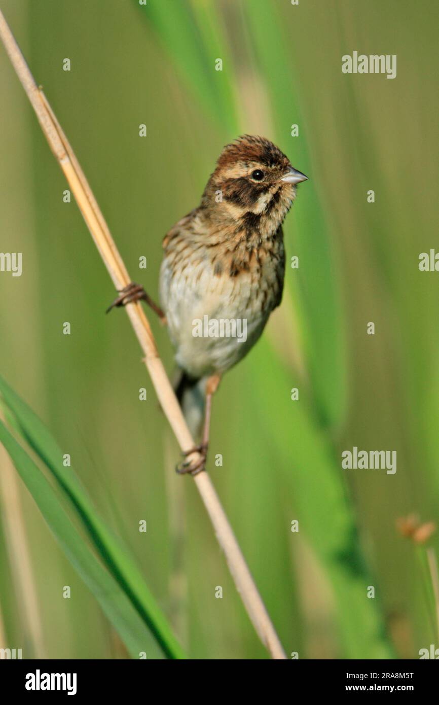 Reed Bunting (Emberiza schoeniclus), mujer, Texel, Países Bajos Foto de stock