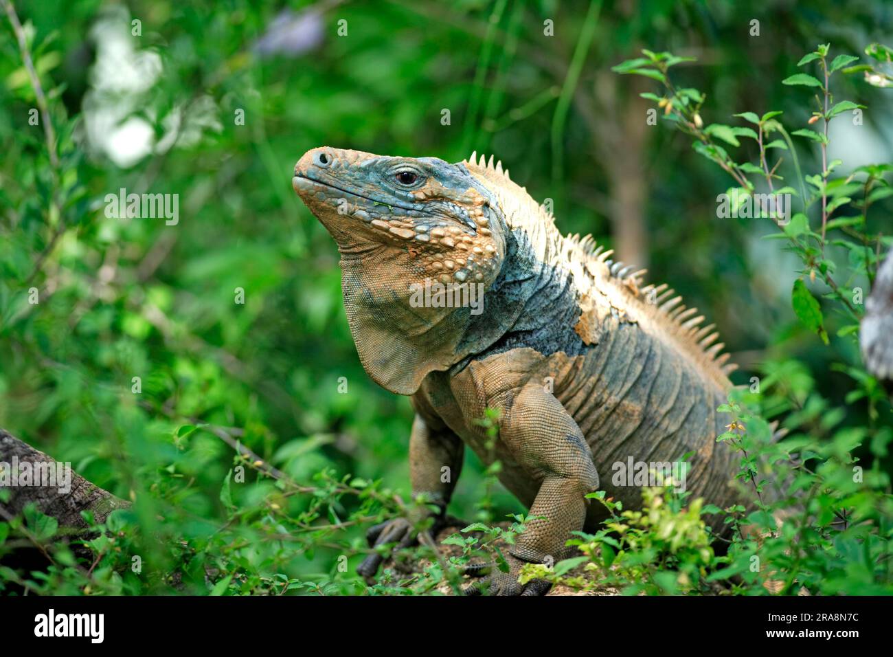 Grand Cayman Rock Iguana, masculino, Grand Cayman (Cyclura nubila lewisi) Foto de stock