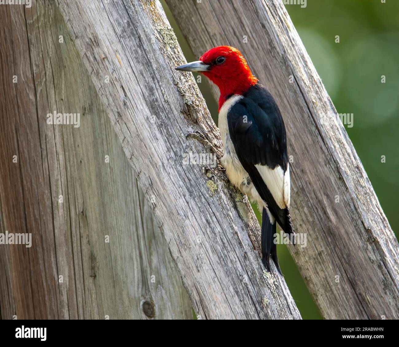 Pájaro carpintero de cabeza roja posado en un tronco de árbol. Foto de stock