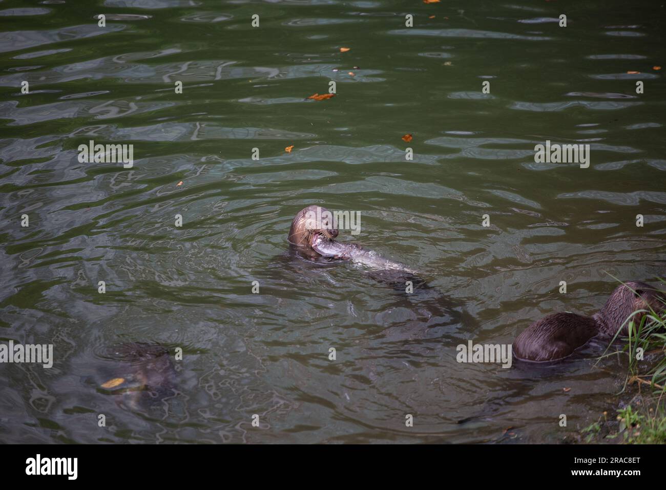 Una nutria en el cuerpo de agua que se alimenta de un pez grande mientras que otras nutrias está a su alrededor Foto de stock
