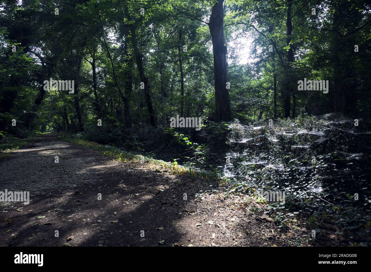 Camino de tierra en la sombra que pasa bajo un árbol arqueado en un