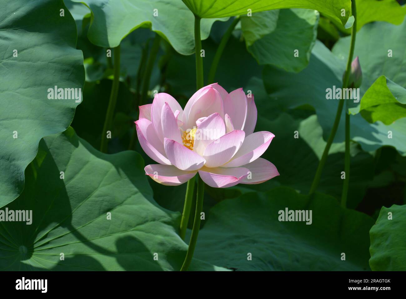 el lirio de agua rosa florece en medio de las hojas verdes en el día soleado Foto de stock