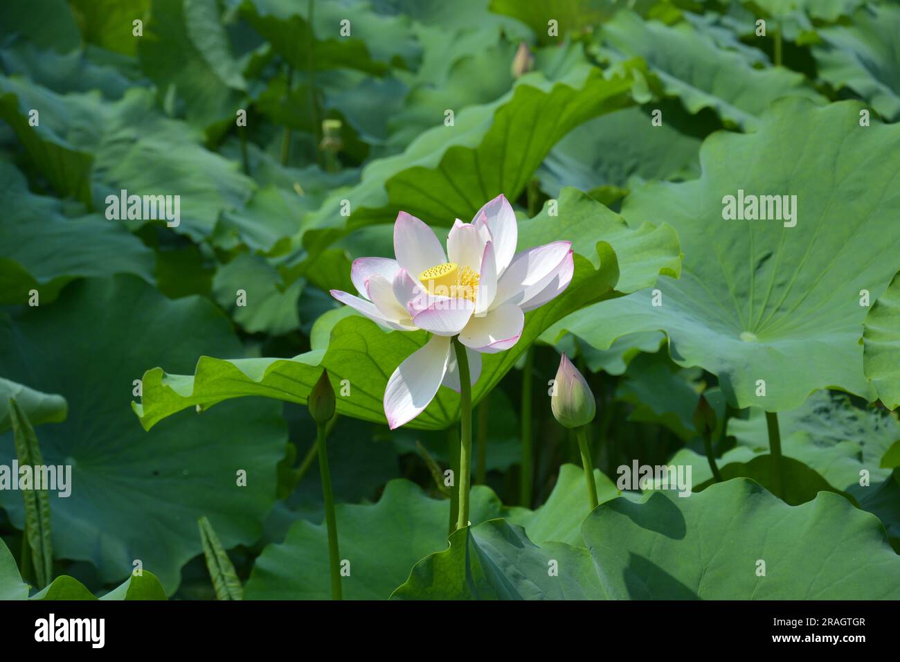 una flor de loto florece con un brote de loto cerca en el estanque en un día soleado Foto de stock