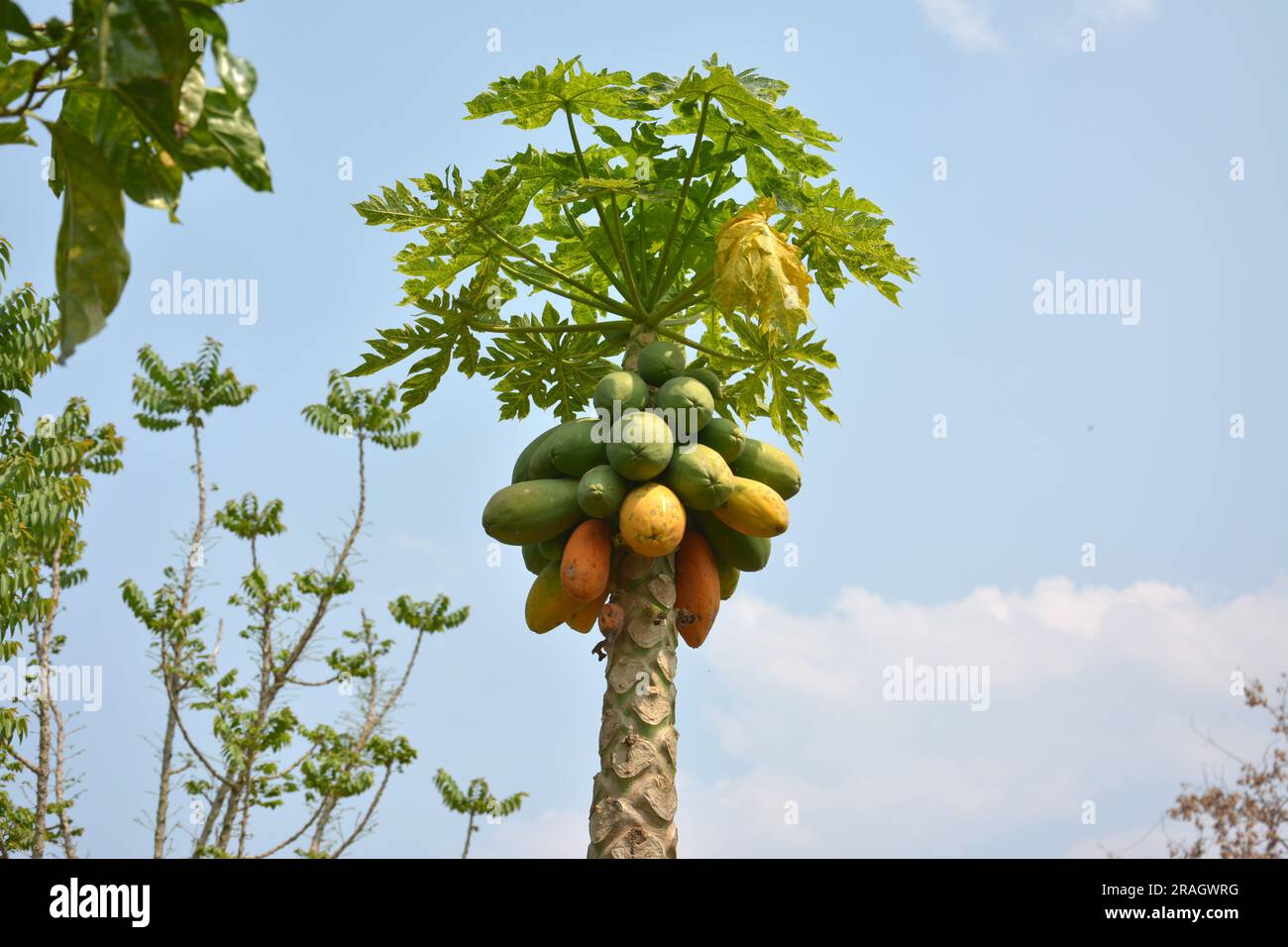 frutas crudas y maduras de carica papaya en el árbol en la tarde soleada Foto de stock