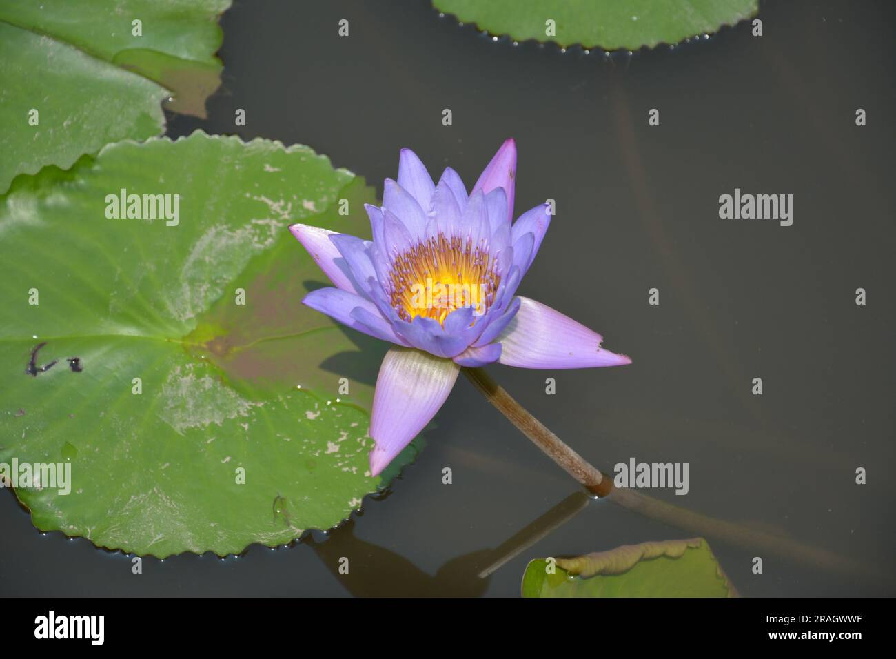 flor de loto púrpura en el estanque en la tarde soleada Foto de stock