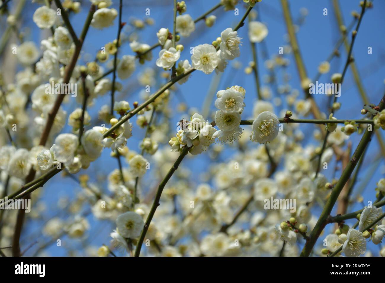 una pequeña abeja muestra su trasero en la ciruela amarilla clara en la tarde soleada Foto de stock