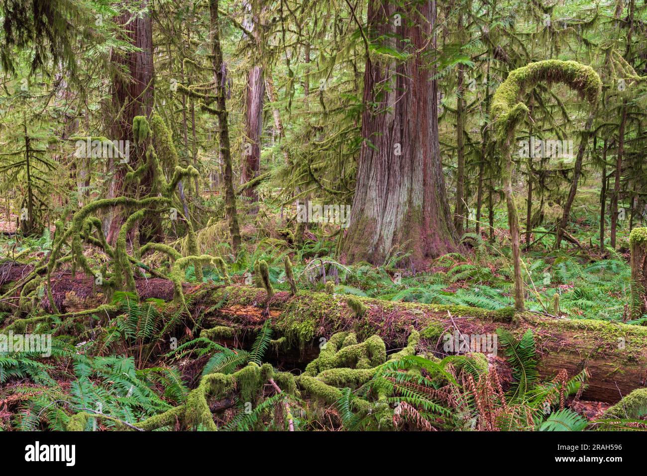 Árboles gigantes y exuberante follaje en la arboleda de la catedral de MacMillan Provincial Park, isla de Vancouver, Columbia Británica, Canadá. Foto de stock