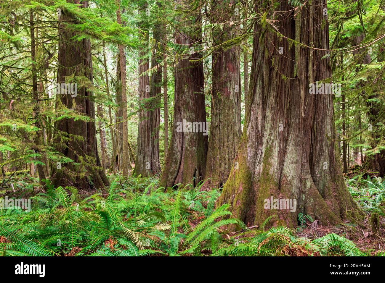 Árboles gigantes y exuberante follaje en la arboleda de la catedral de MacMillan Provincial Park, isla de Vancouver, Columbia Británica, Canadá. Foto de stock