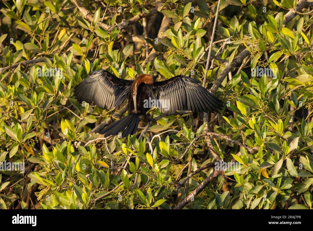 El ávido africano Anhinga rufa, adulto encaramado en el manglar rojo Rhizophora mangle, Kubuneh, Brikama, Gambia, marzo Foto de stock