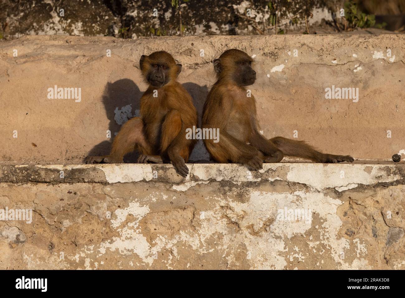 Guinea babuino Papio papio, grupo de familia de la depredación, Kubuneh, Brikama, Gambia, Marzo Foto de stock