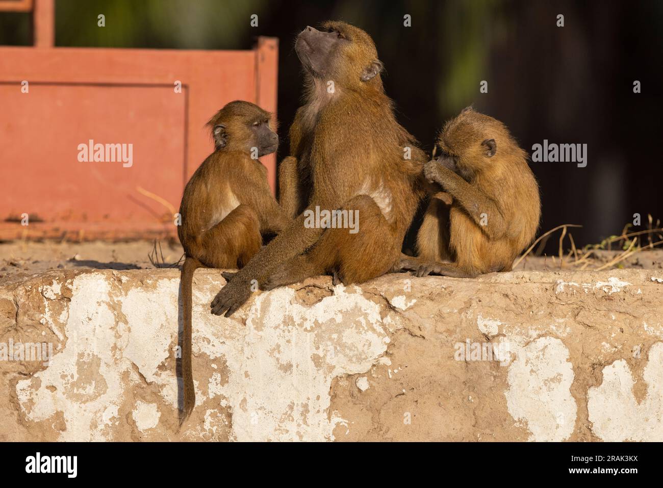 Guinea babuino Papio papio, grupo de familia de la depredación, Kubuneh, Brikama, Gambia, Marzo Foto de stock