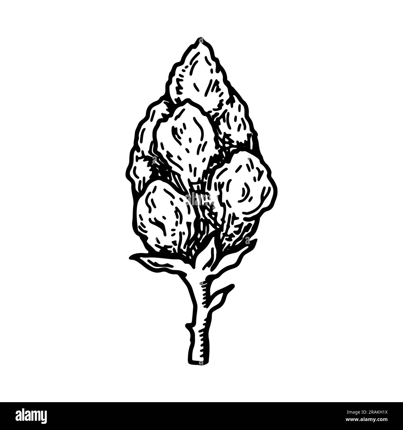 Brote de cannabis. Ilustración vectorial vintage en estilo de boceto. Flor de planta de marihuana Ilustración del Vector